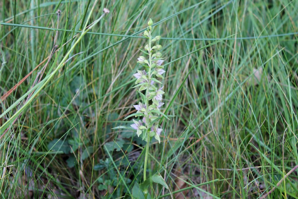 Epipactis helleborine